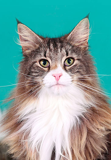 chat norvegien kathy vignette