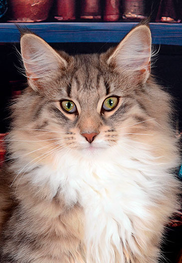 chat norvegien satis vignette