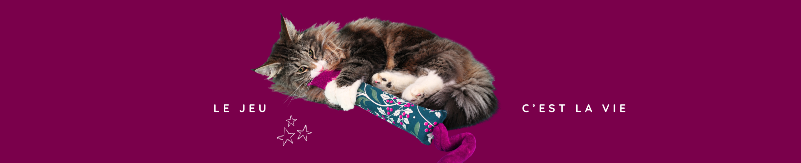 chat norvégien qui joue