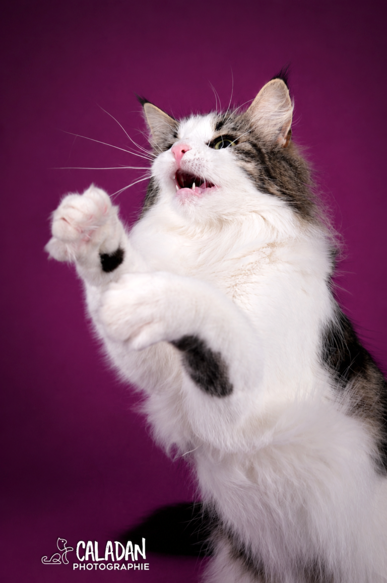 chat norvégien chasseur